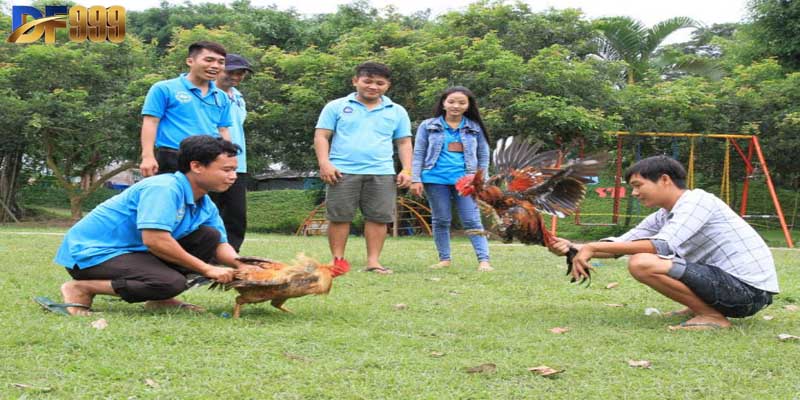 Đá gà DF999 được hội viên đặc biệt ưa chuộng